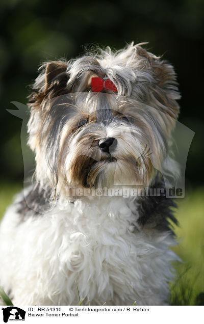 Biewer Terrier Portrait / RR-54310