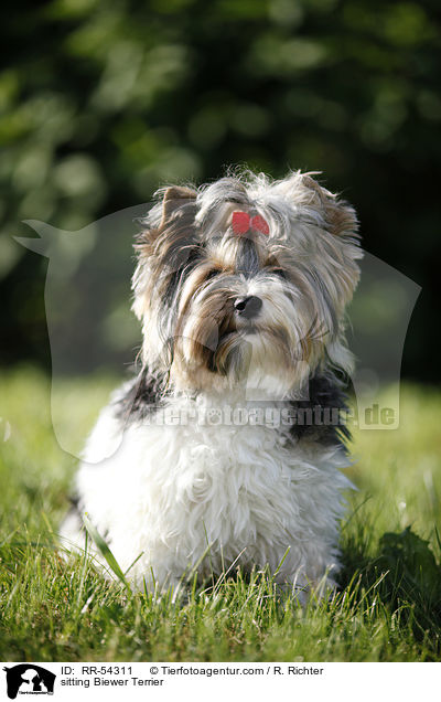 sitzender Biewer Terrier / sitting Biewer Terrier / RR-54311