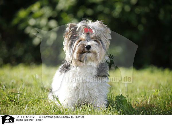 sitzender Biewer Terrier / sitting Biewer Terrier / RR-54312