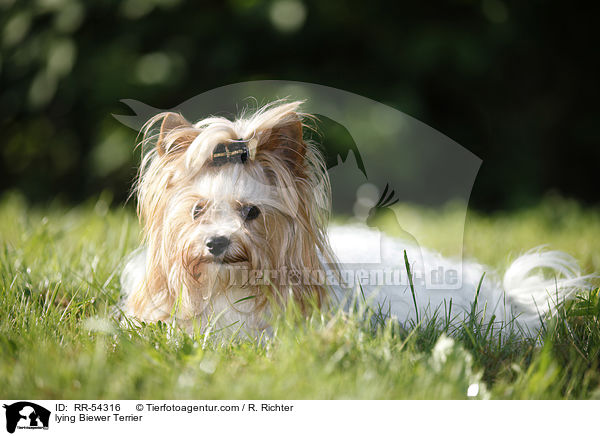 liegender Biewer Terrier / lying Biewer Terrier / RR-54316