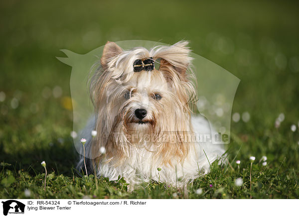 liegender Biewer Terrier / lying Biewer Terrier / RR-54324