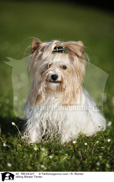 sitzender Biewer Terrier / sitting Biewer Terrier / RR-54327