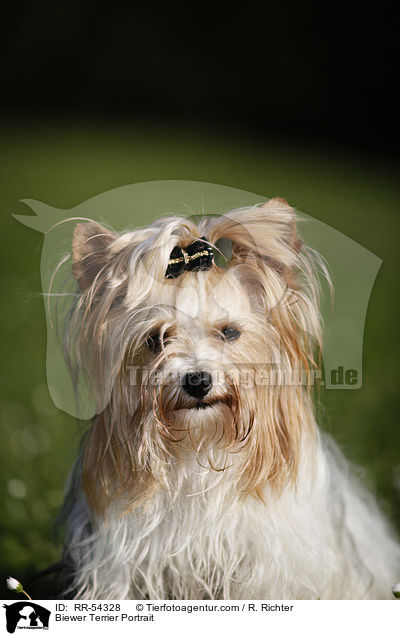 Biewer Terrier Portrait / Biewer Terrier Portrait / RR-54328