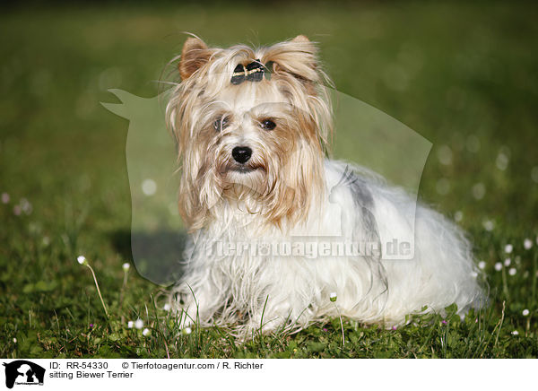 sitzender Biewer Terrier / sitting Biewer Terrier / RR-54330
