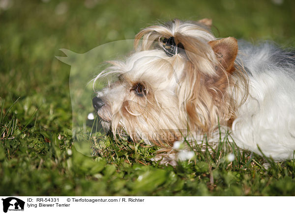 liegender Biewer Terrier / lying Biewer Terrier / RR-54331