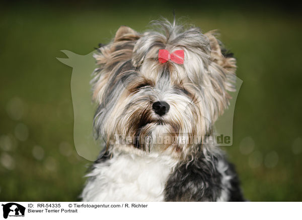 Biewer Terrier Portrait / Biewer Terrier Portrait / RR-54335