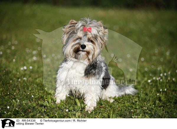 sitzender Biewer Terrier / sitting Biewer Terrier / RR-54336