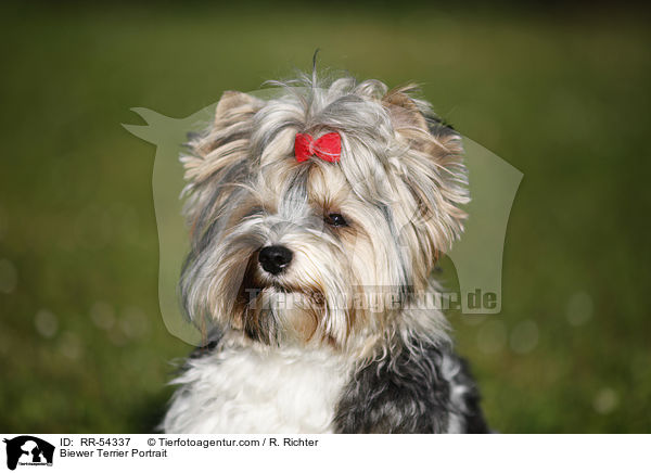Biewer Terrier Portrait / Biewer Terrier Portrait / RR-54337