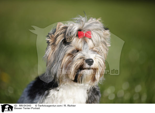 Biewer Terrier Portrait / Biewer Terrier Portrait / RR-54340