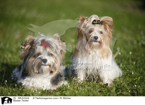 Biewer Terrier / Biewer Terrier / RR-54342