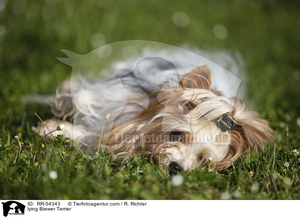 liegender Biewer Terrier / lying Biewer Terrier / RR-54343
