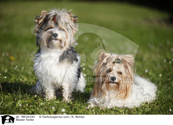 Biewer Terrier / Biewer Terrier / RR-54345