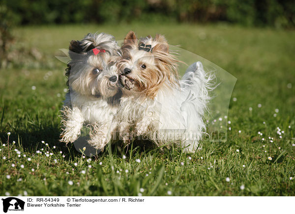 Biewer-Yorkshire-Terrier / Biewer Yorkshire Terrier / RR-54349