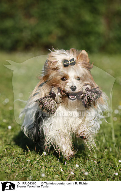 Biewer-Yorkshire-Terrier / Biewer Yorkshire Terrier / RR-54360
