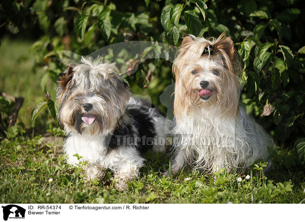 Biewer Terrier / Biewer Terrier / RR-54374