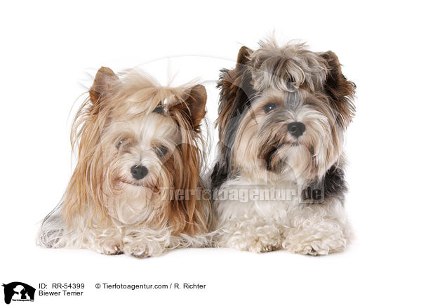 Biewer Terrier / Biewer Terrier / RR-54399