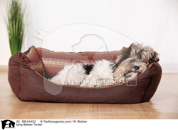 liegender Biewer Terrier / lying Biewer Terrier / RR-54403