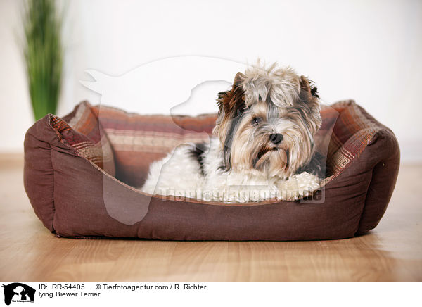 liegender Biewer Terrier / lying Biewer Terrier / RR-54405