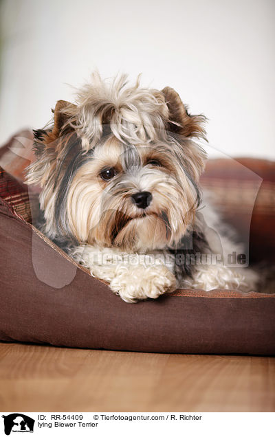 liegender Biewer Terrier / lying Biewer Terrier / RR-54409