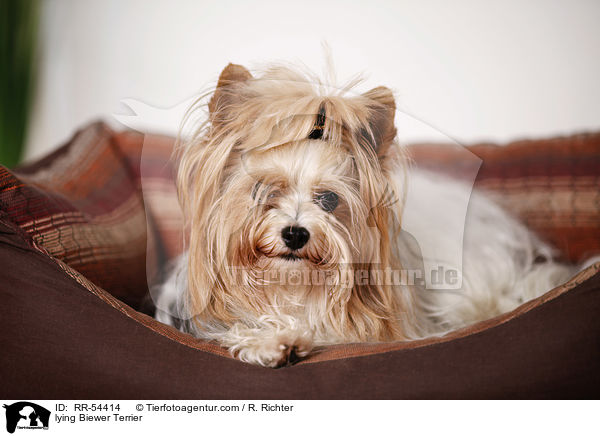 liegender Biewer Terrier / lying Biewer Terrier / RR-54414