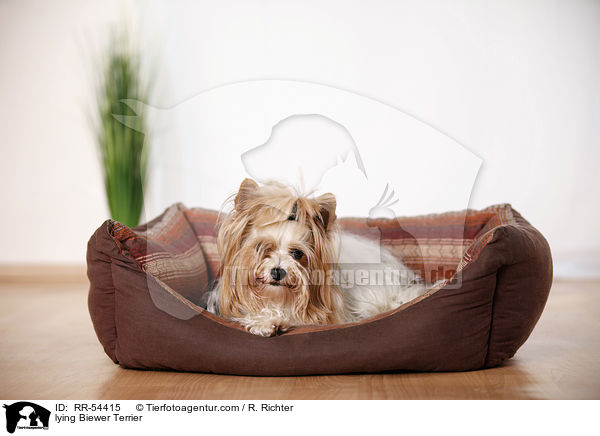 liegender Biewer Terrier / lying Biewer Terrier / RR-54415