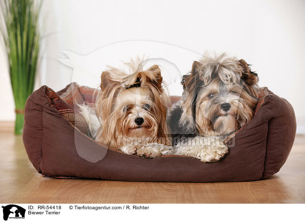 Biewer Terrier / Biewer Terrier / RR-54418