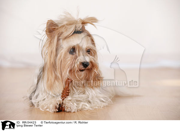 liegender Biewer Terrier / lying Biewer Terrier / RR-54423