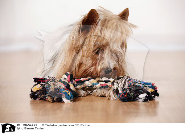 liegender Biewer Terrier / lying Biewer Terrier / RR-54429