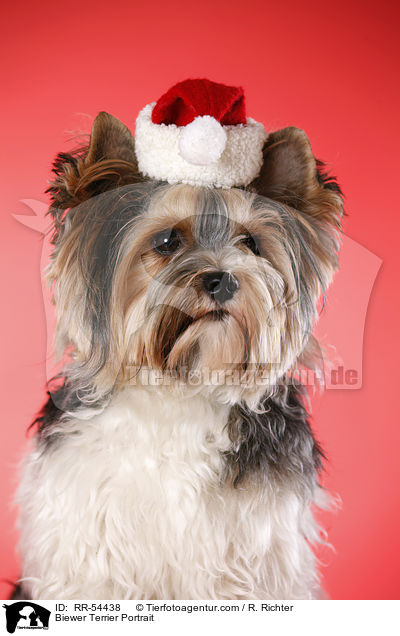 Biewer Terrier Portrait / Biewer Terrier Portrait / RR-54438