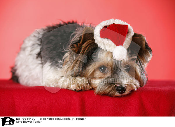 liegender Biewer Terrier / lying Biewer Terrier / RR-54439