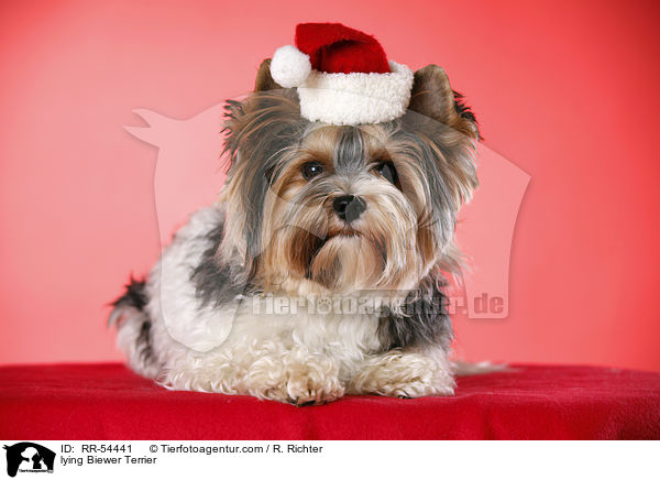 liegender Biewer Terrier / lying Biewer Terrier / RR-54441