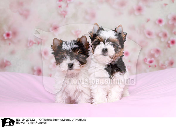 Biewer Terrier Welpen / Biewer Terrier Puppies / JH-20522