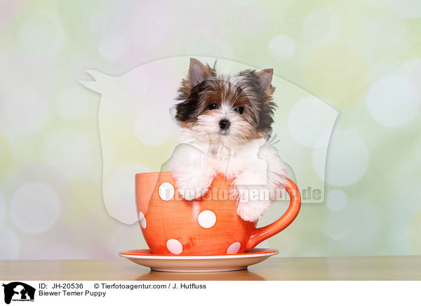 Biewer Terrier Welpe / Biewer Terrier Puppy / JH-20536