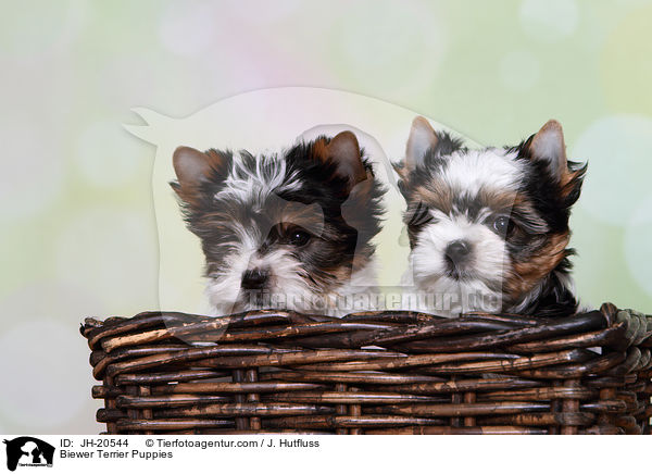 Biewer Terrier Welpen / Biewer Terrier Puppies / JH-20544