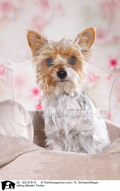 sitzender Biewer Terrier / sitting Biewer Terrier / SS-37815
