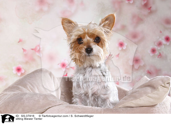sitting Biewer Terrier / SS-37816