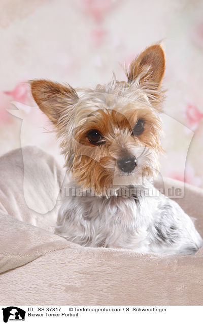 Biewer Terrier Portrait / SS-37817
