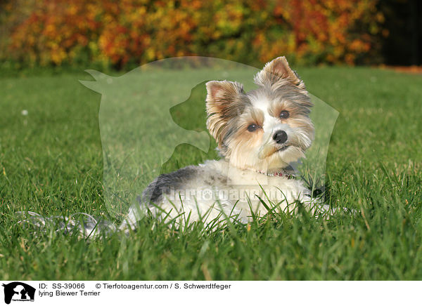 lying Biewer Terrier / SS-39066