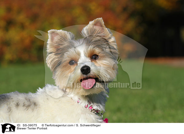 Biewer Terrier Portrait / SS-39075