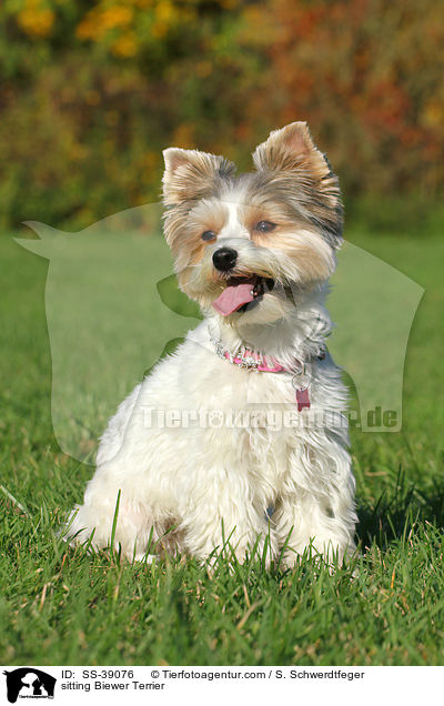 sitzender Biewer Terrier / sitting Biewer Terrier / SS-39076