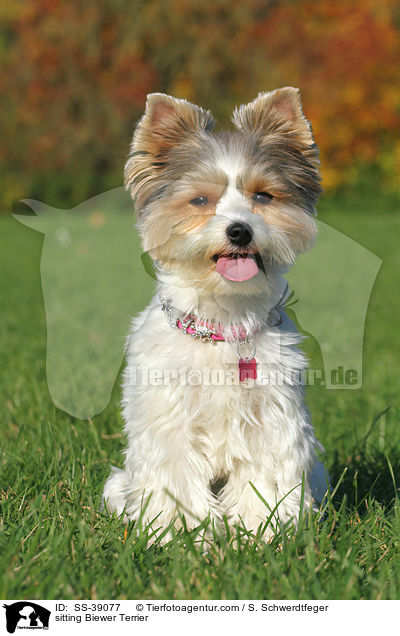 sitzender Biewer Terrier / sitting Biewer Terrier / SS-39077
