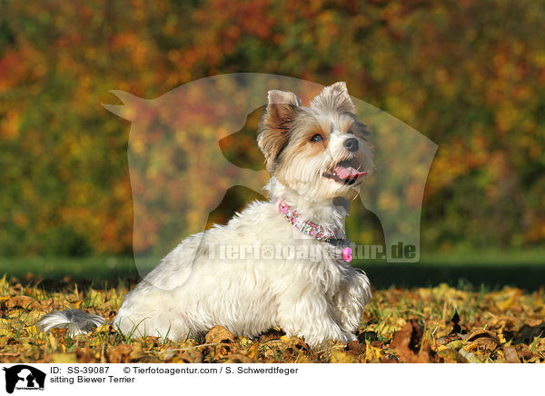 sitzender Biewer Terrier / sitting Biewer Terrier / SS-39087