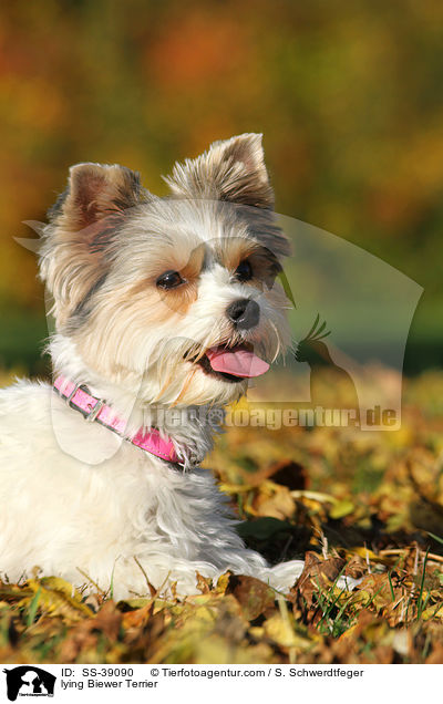 lying Biewer Terrier / SS-39090