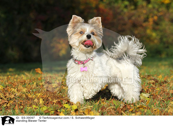 stehender Biewer Terrier / standing Biewer Terrier / SS-39097