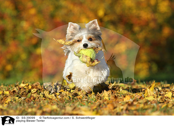 spielender Biewer Terrier / playing Biewer Terrier / SS-39099