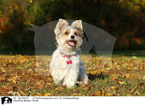stehender Biewer Terrier / standing Biewer Terrier / SS-39101