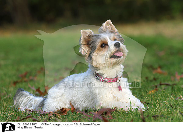 liegender Biewer Terrier / lying Biewer Terrier / SS-39102