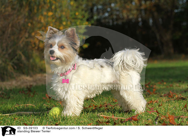 stehender Biewer Terrier / standing Biewer Terrier / SS-39103