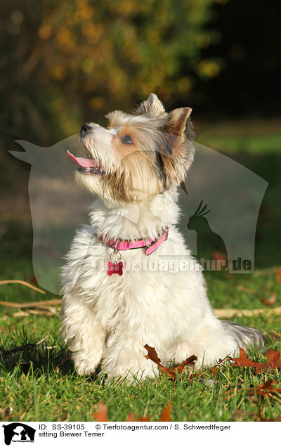 sitzender Biewer Terrier / sitting Biewer Terrier / SS-39105