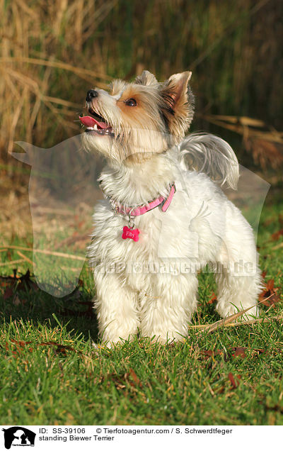 stehender Biewer Terrier / standing Biewer Terrier / SS-39106